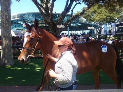Davali Thoroughbreds: From Preparing Sales Toppers To Breedi ... Image 2